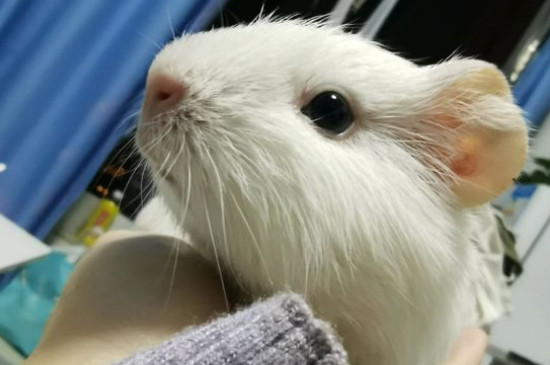 荷兰猪怕冷吗会冻死吗