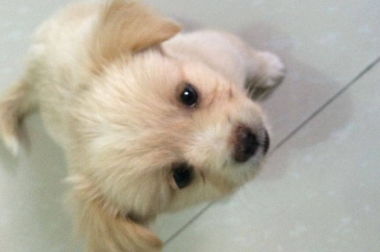 狗狗一直叫是什么原因
