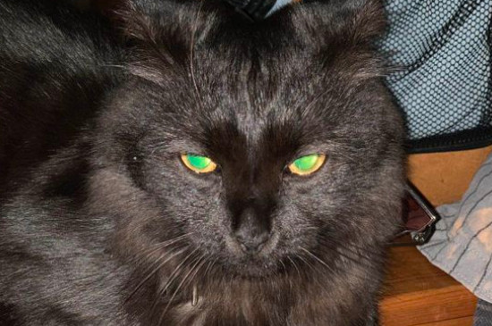 西伯利亚森林猫价钱图片，纯种西伯利亚猫多少钱一只