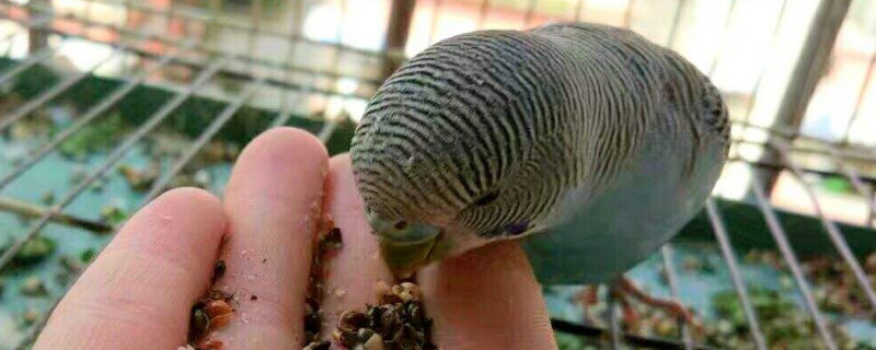 虎皮鹦鹉食物禁忌