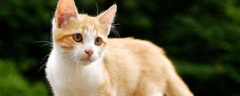 梵猫是什么猫