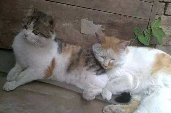 猫咪换毛期持续多久