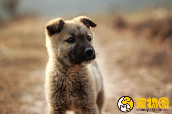 中华田园犬是禁养犬吗，城市内禁养中国土狗是为什么