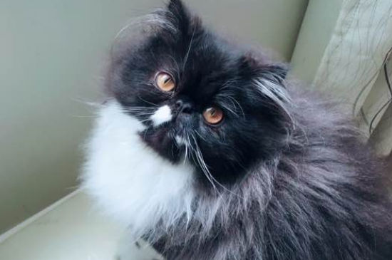 加菲猫长毛好还是短毛好