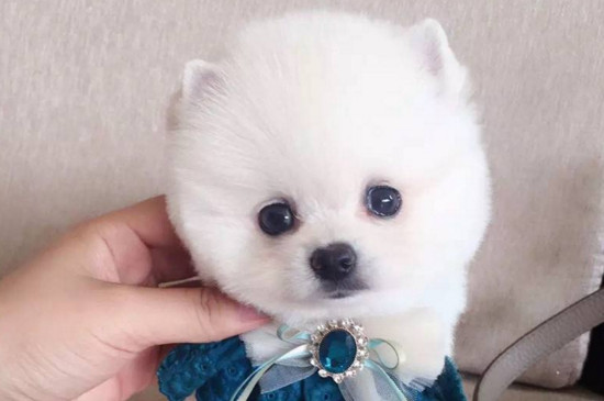 俊介犬和博美的区别