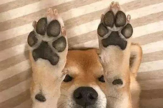 狗狗肉垫破了多久能恢复