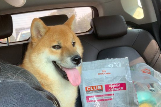 柴犬为什么要刨地