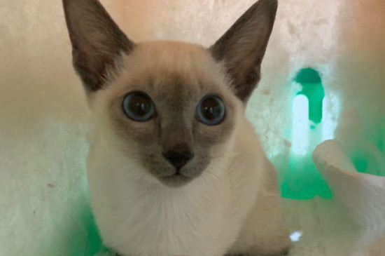 包子脸猫咪是什么品种，英短和狸花猫能长成包子脸