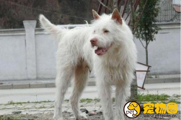 下司犬是什么狗，与牧羊犬齐名的国产犬(濒临绝种)