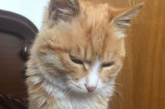 猫咪尿闭的几个原因