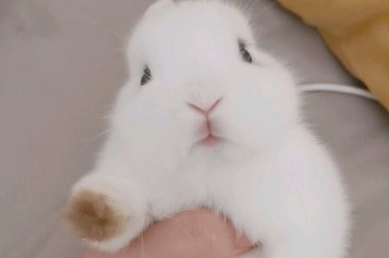 兔子怀孕明显症状