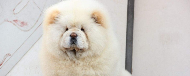 松狮怀孕怎么判断