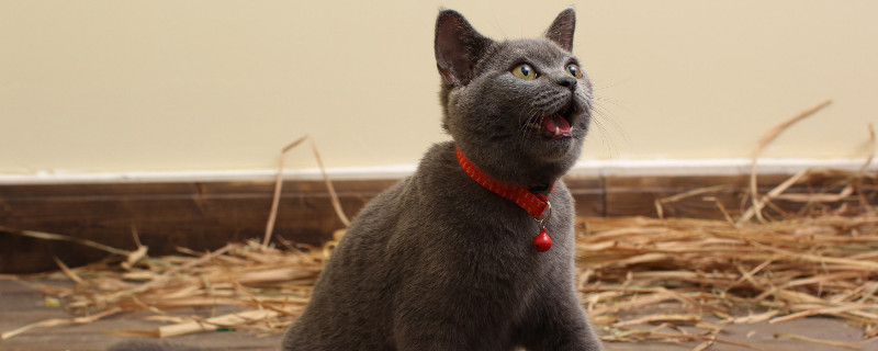 蓝猫为啥用头拱人