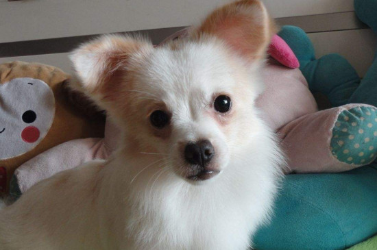 犬抽搐的原因，可能由癫痫高烧缺钙或犬瘟所致