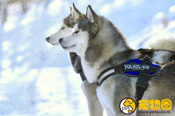 现存雪橇犬有几种，共有7类/其他的都不如三傻出名
