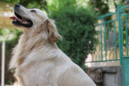 导盲犬是什么狗