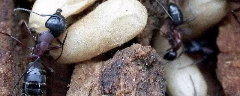 养蚂蚁喂什么食物