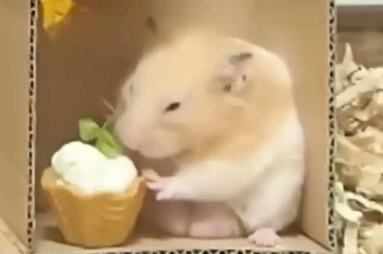 仓鼠能把大米当主食吗
