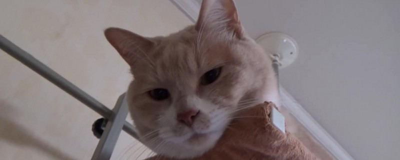 猫指甲分叉