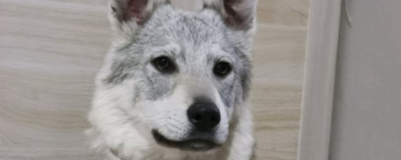 狗憋尿会不会憋坏