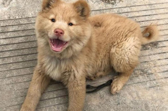 狗伪狂犬病的症状