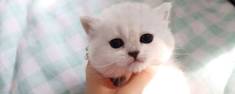英国短毛猫寿命多长