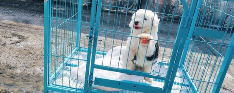 英国古代牧羊犬掉毛吗