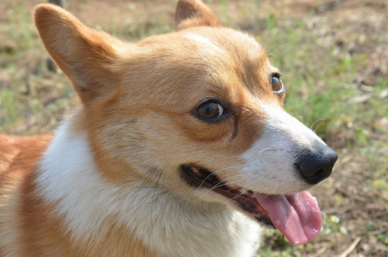 柯基犬不能打吗