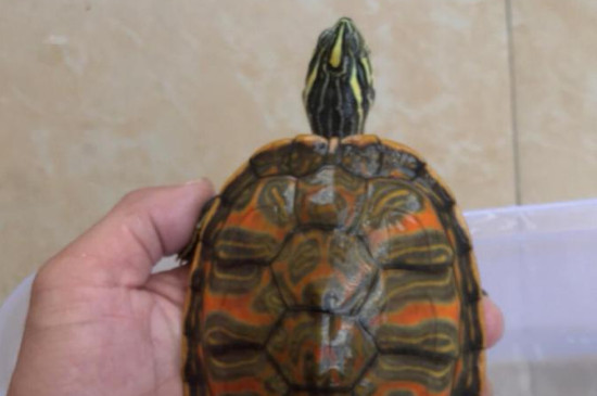 火焰龟可以深水养吗