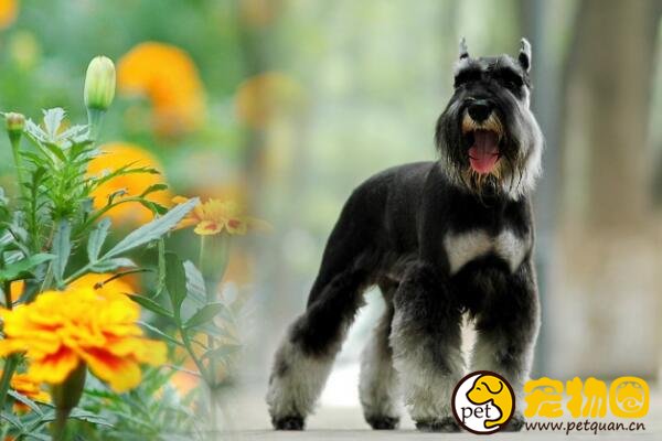 什么狗狗长不大，十种适合家养的中小型犬(泰迪最受欢迎)