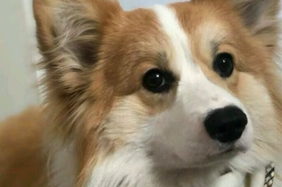 狗吃胡萝卜有什么好处