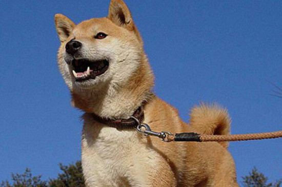 柯基和柴犬哪个好养，柯基友善安全更适合家养