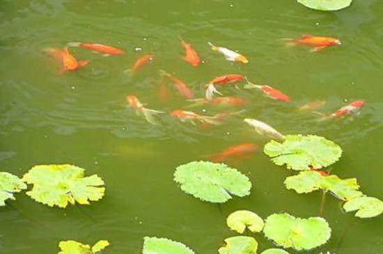 鱼缸里养浮萍的利弊