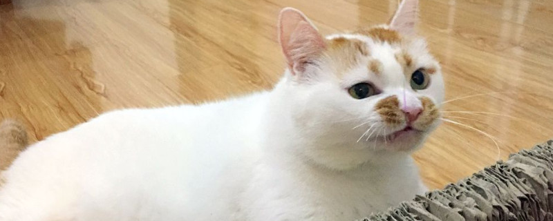 成猫是几个月