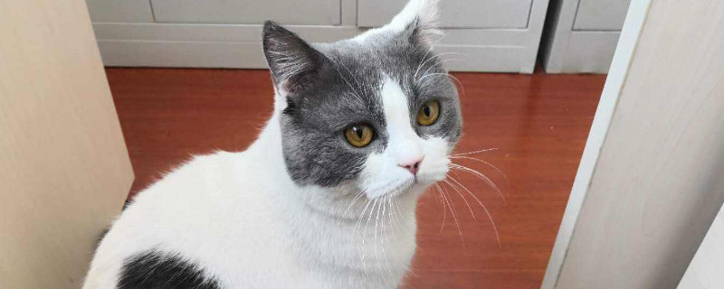 猫咪能吃鸡蛋吗