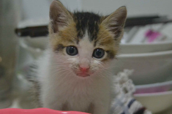猫会挑食把自己饿死吗