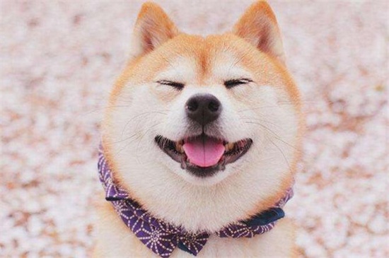 柴犬什么颜色贵，目前市场上黄色要比白色贵