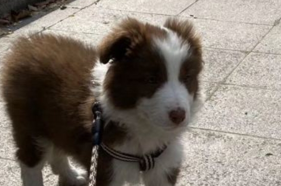 狗狗发抖多久就生啊