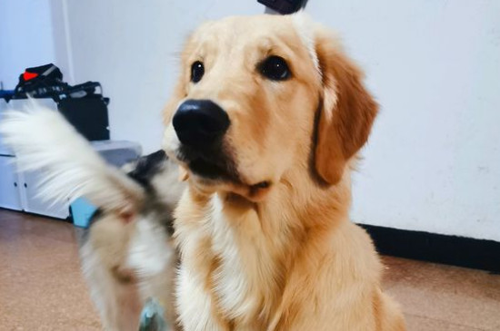狗能活多久