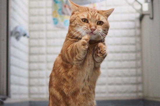 猫智商相当于人几岁