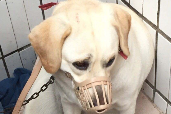 拉布拉多恶魔期怎么教育