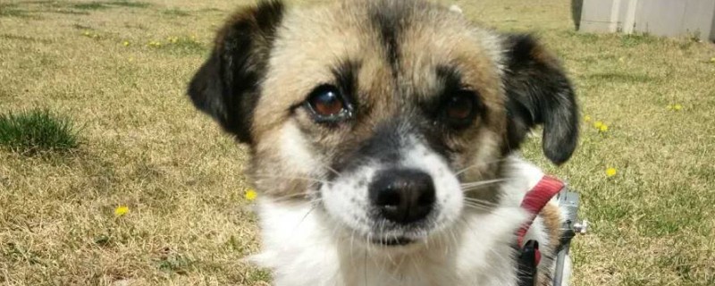犬瘟症状前兆
