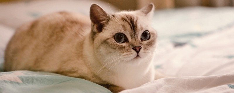 猫为什么喜欢吃鱼