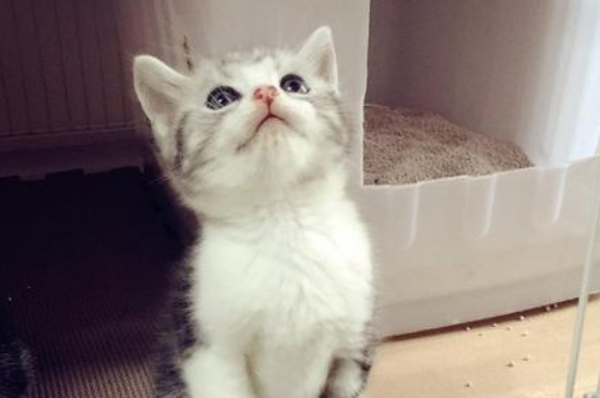 小猫几个月断奶