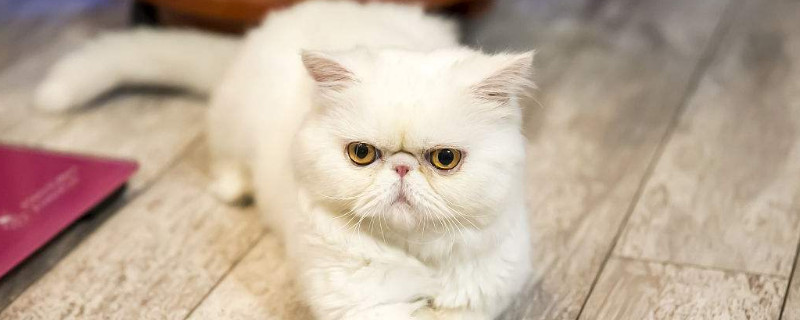 两个月的小猫怎么养