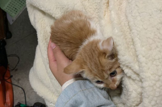 小猫吃什么食物