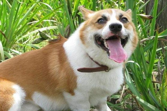 狗狗舔人代表什么意思