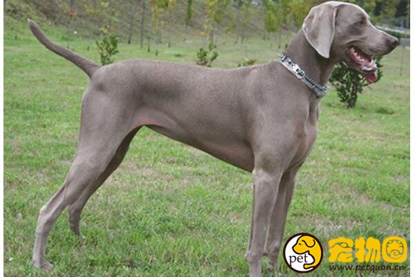 威玛猎犬多才多艺，既能训练成工作犬也能陪小孩老人