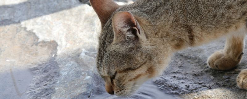 猫一直吐怎么办
