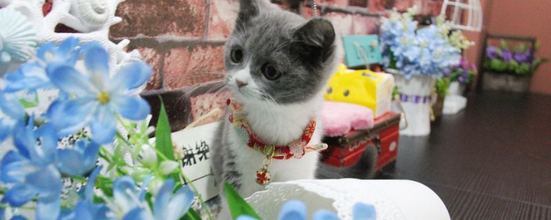 被小猫的爪子划破表皮